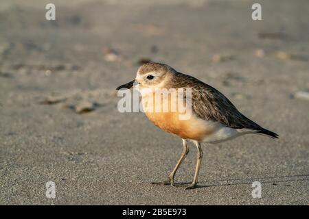 New Zealand dotterel or New Zealand plover, Charadrius obscurus, adult in breeding plumage walking on beach, New Zealand Stock Photo