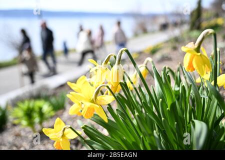 08 March 2020, Baden-Wuerttemberg, Überlingen: Walkers walk along the boardwalk while some daffodils are in the foreground. In the background, Lake Constance can be seen. Photo: Felix Kästle/dpa Stock Photo