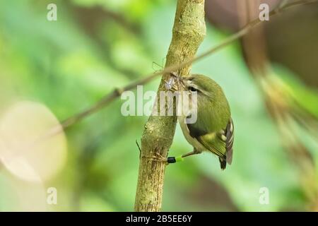 rifleman, Acanthisitta chloris. adult perched in tree, New Zealand Stock Photo
