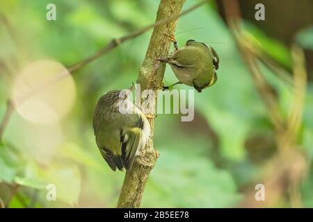 rifleman, Acanthisitta chloris. adult and chick perched in tree, New Zealand Stock Photo
