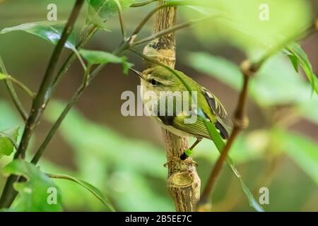 rifleman, Acanthisitta chloris. adult perched in tree, New Zealand Stock Photo