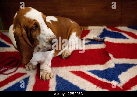 A Basset Hound dog lies on a Union Jack rug in their pen at the Birmingham National Exhibition Centre (NEC) during the final day of the Crufts Dog Show. Stock Photo