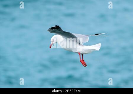 silver gull, Chroicocephalus novaehollandiae, adult in flight, New Zealand Stock Photo