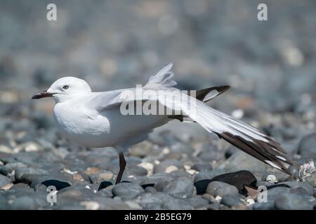 silver gull, Chroicocephalus novaehollandiae, adult srtetching wing while standing on a beach, New Zealand Stock Photo