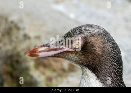 Yellow-eyed Penguin, Megadyptes antipodes, close-up of head of adult, South Island, New Zealand Stock Photo