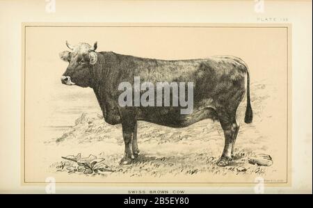 Swiss Brown Cow from Cattle and dairy farming. Published 1887 by Govt. Print. Off. in Washington. United States. Bureau of Foreign Commerce (1854-1903) Stock Photo