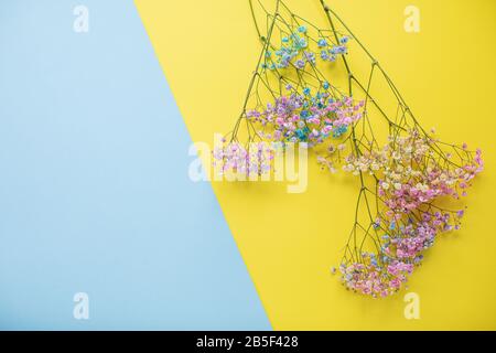 Beautiful painted gypsophila on multicolored paper backgrounds with copy space. Spring, summer, flowers, color concept, women's day Stock Photo