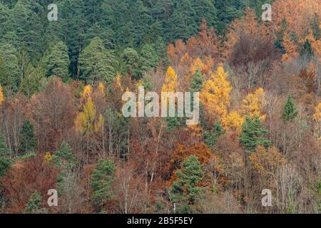 Beautiful green, orange and red autumn forest in Germany from above during autumn in the morning
