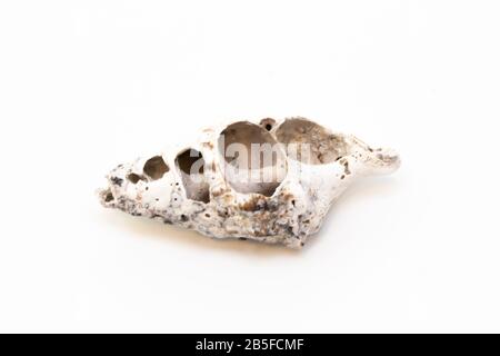 Beautiful seashell isolated on a white background Stock Photo
