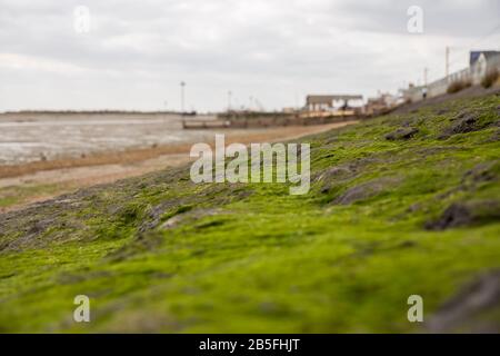 Close-up of Seaweed growing on rocky shore and visible at low tide in Leigh-on-Sea, UK. Selective Focus. Stock Photo