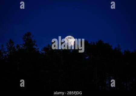 Full moon rising over treetops in a clear evening in Trondheim Norway Stock Photo