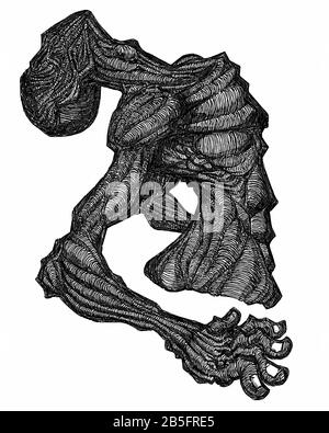 Ink Drawing (Hatch Work) of Contorted Detailed Muscular Body in a Textured Unique Style. Artistic Manual Illustration turned to Vector. Pain, Agony, Stock Vector