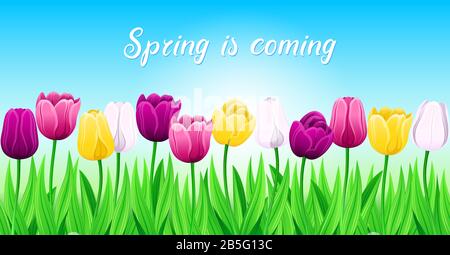 Pattern Of Spring Multi-Color Tulips With Green Leaves On Bright Blue Background. Seamless Row Of Vector Colorful Flowers For Festive Or Advertising B Stock Vector