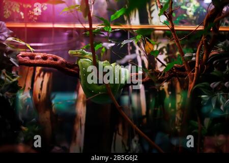 Green snake on the branch, terrarium, zoo Stock Photo