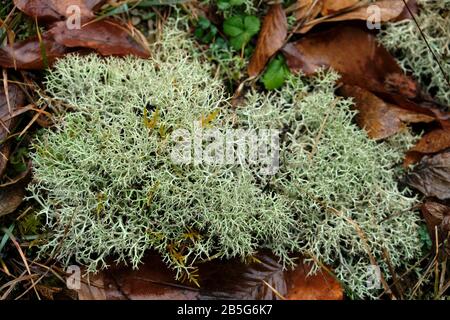 A lichen is a composite organism that arises from algae or cyanobacteria living among filaments of multiple fungi in a mutualistic relationship. Stock Photo