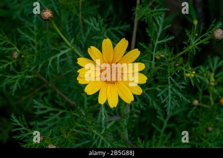 Glebionis coronaria, formerly called Chrysanthemum coronarium, is a species of flowering plant in the daisy family. It is native to the Mediterranean Stock Photo