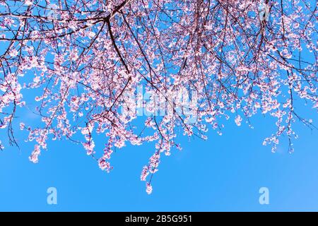 Colorful scene of tender sakura blossom against blue sky Stock Photo ...