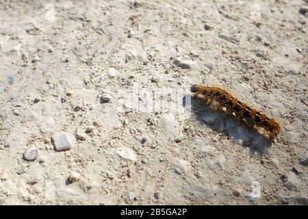 Caterpillar crawling on the ground, African mopane worm. Stock Photo