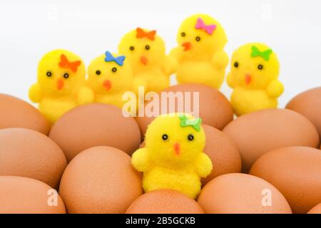 Close up of a yellow chick made of foam sitting among a clutch of fresh brown eggs. In the background are other model chicks. Stock Photo