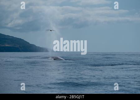 A huge fin whale with a seabird flying through its blow Stock Photo