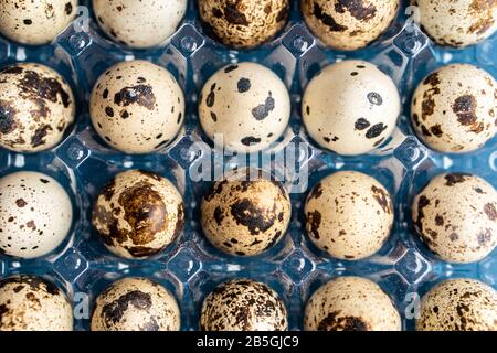 Quail eggs in a plastic box on a classic blue background. Plasticine box of quail eggs on a blue background. Stock Photo