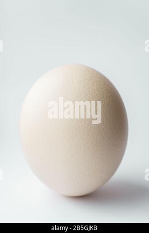 Ostrich egg on a white background. Large ostrich egg in an upright position on a white background. Stock Photo