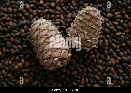 Pine nuts in shells as a background and two whole cedar cones, top view Stock Photo