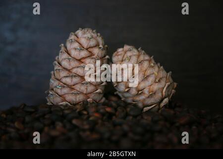 Pine nuts in shells as a background and two whole cedar cones, wooden background Stock Photo