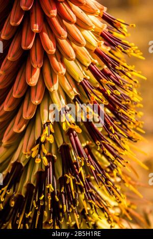 An aloe flower almost in full bloom Stock Photo