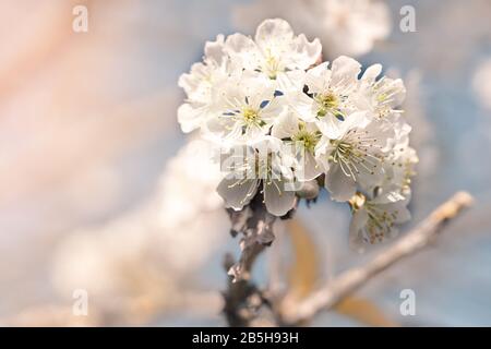 White apple blossoms that stand out against a blurred background in pastel colors. Stock Photo