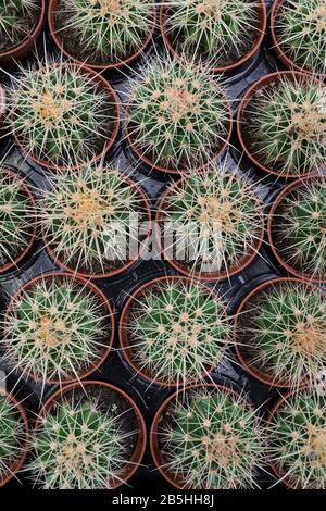 Row of small Cactus plants seen from above close up full frame