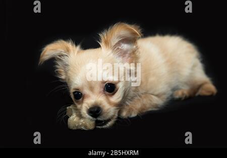 Beige puppy on a black background. Stock Photo
