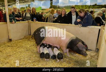 Schwaebisch-Haellisches Landschwein, Halle 25, Gruene Woche, Messe, Charlottenburg, Berlin, Deutschland Stock Photo