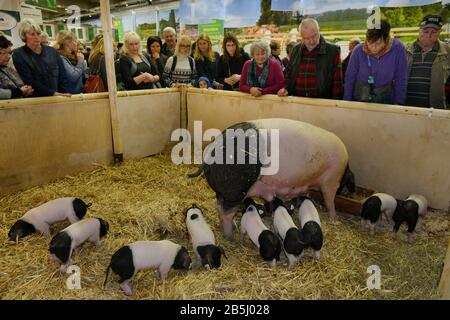 Schwaebisch-Haellisches Landschwein, Halle 25, Gruene Woche, Messe, Charlottenburg, Berlin, Deutschland Stock Photo