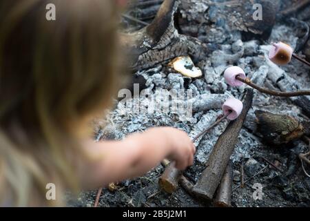 Toasting marshmallows on the end of a stick over the embers of a campfire or fire pit Stock Photo