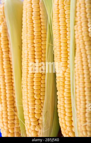 Corn cobs with skins background, texture. Husk of corn contains and grow the kernels of this sweet vegetable, vertical view Stock Photo