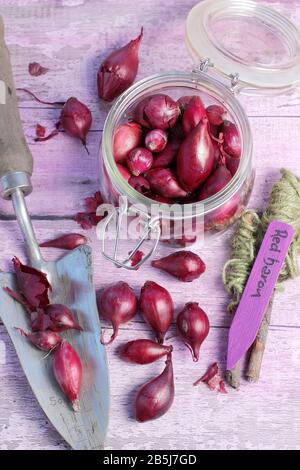 Allium cepa. 'Red Baron' onion sets with trowel and string line guide ready for planting. UK Stock Photo