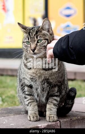 Hand stroking a stray gray tabby cat Stock Photo