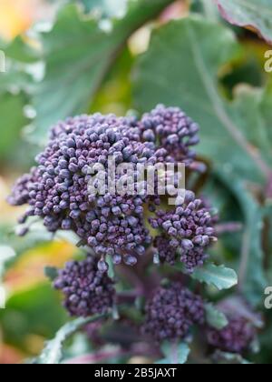 Early Purple Sprouting Broccoli growing in a vegetable garden in March. Stock Photo