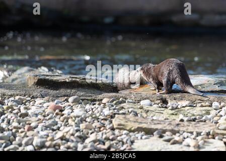 Two otters face to face on a rock, as if they're kissing each other. Stock Photo