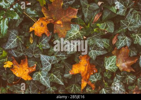 Pattern green summer foliage. Beautiful autumn background from leaves of ivy or wild grapes. Summer or spring season background Stock Photo