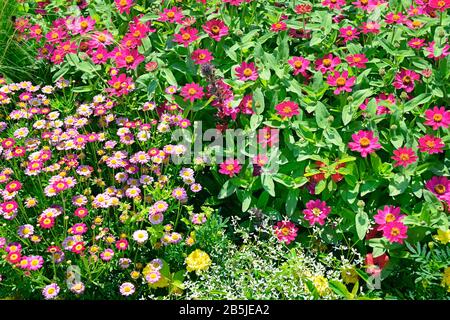 Colorful flowers in summer garden Stock Photo