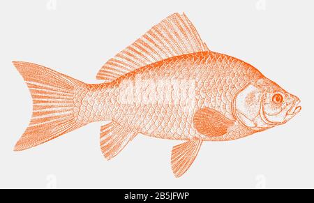 Common goldfish, carassius auratus, the popular aquarium fish native to east asia in side view Stock Vector