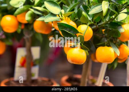 Mandarin trees presented for sale at flower market, fruit plants, Amsterdam, Netherlands Stock Photo