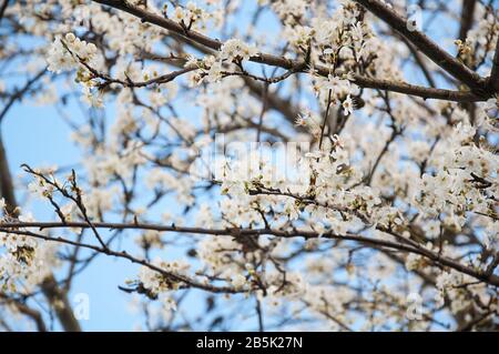 Branches of flowering plum tree with delicate white blooms on the branches against a blue sky.  Spring horticulture nature image of this fruit tree. Stock Photo