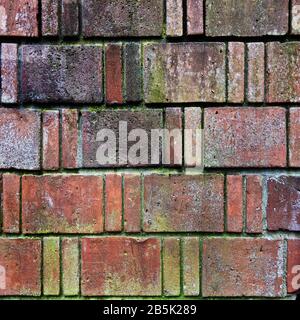 Brick wall texture pattern with green algae and stained patterns on the rough surface. Great for brick backdrops. Stock Photo