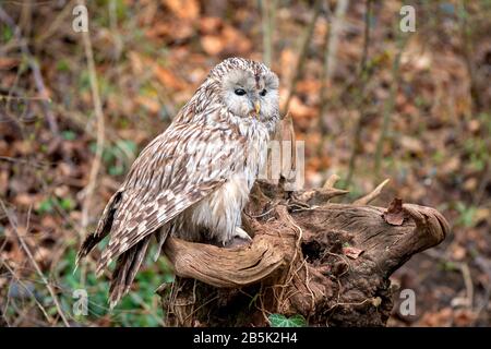 Ural Owl (Strix Uralensis) standing on a tree stump in forest Stock Photo