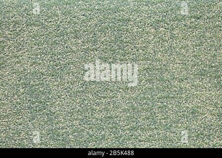 Modern green carpet texture. Background. Close up. Stock Photo