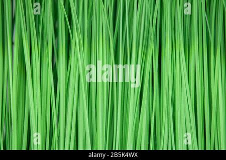 Artificial green grass as texture and background. Close up. Stock Photo