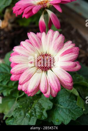 Pink and white daisy flower closeup of this summer plant in bloom.  Outer edges are dark pink with the center of is cream to white colored. Stock Photo